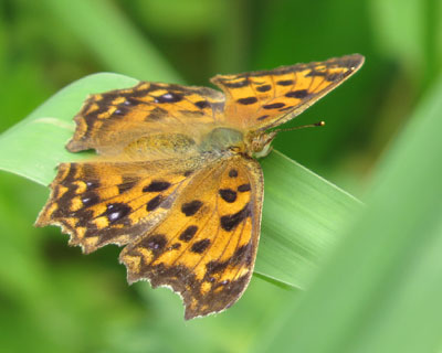 �L�^�e�n�����ς�