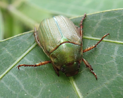 �X�W�R�K�l����