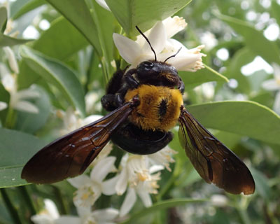 �܂�ۃN�}�o�`