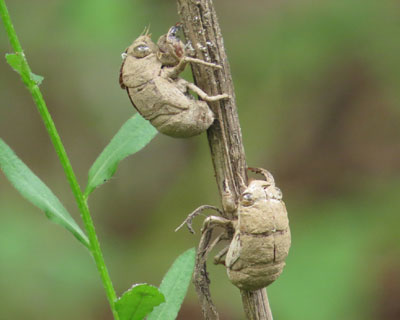 �j�C�j�C�[�~�̔����k�͂��킢��