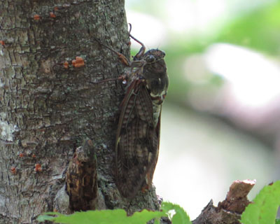 �����A�u���[�~