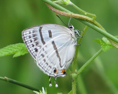 ���͂��킢���~�Y�C���I�i�K�V�W�~