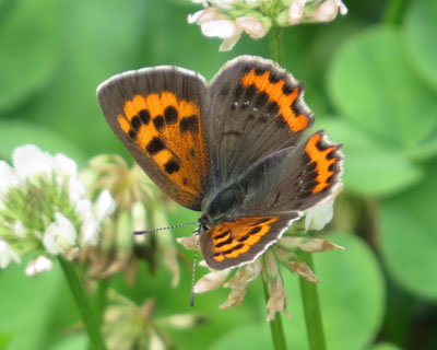 �x�j�V�W�~�͒��̊�{�`