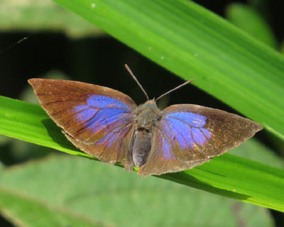 �������J���Ă������T�L�V�W�~