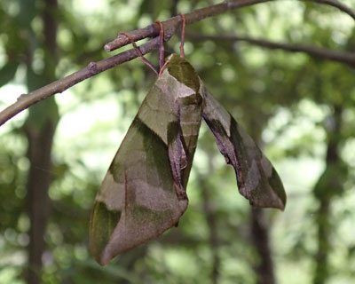 �E�������X�Y��