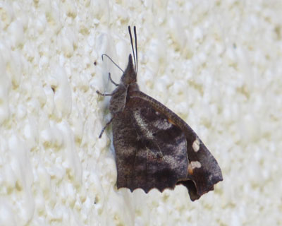 �@���X�e���O�`���E