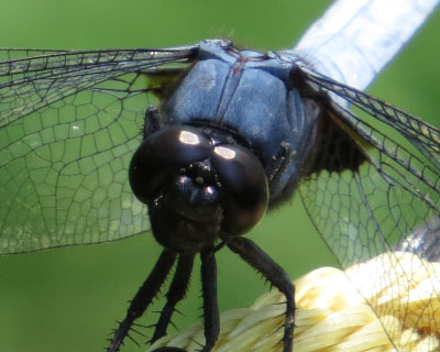 �I�I�V�I�J���g���{�̊�