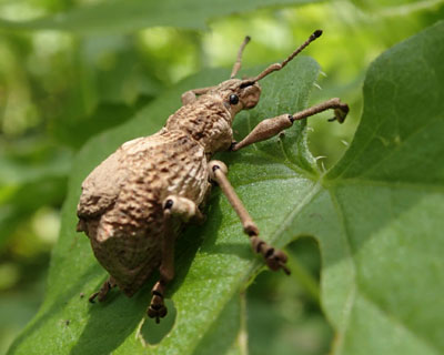 �V���R�u�]�E���V