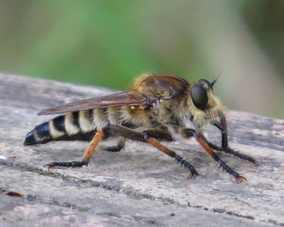 �V�I���A�u�̓J�R�C�C