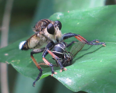 ���҂̕��i