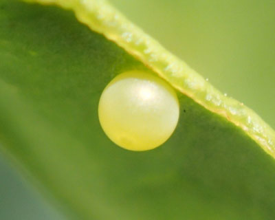 �A�Q�n�̗�