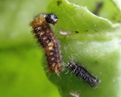 �������ƒE��