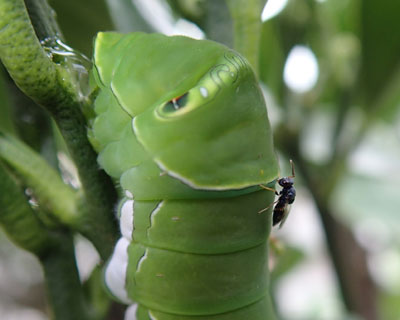 �������c�ɕ߂܂���