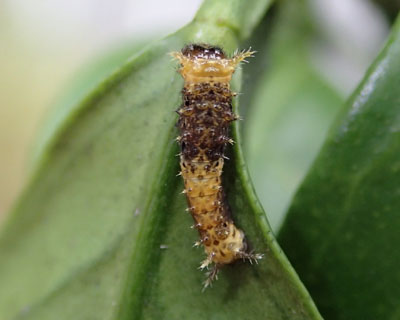 ���҂̐V�l�̓N���A�Q�n�ۂ�