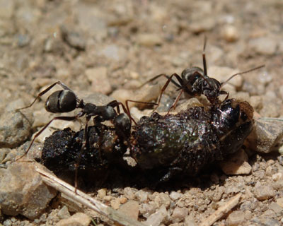 �C���c�[�ɐH�����A��