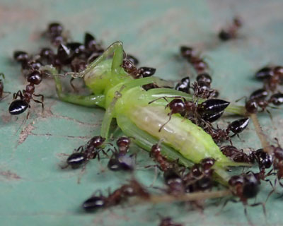 �L���M���X�݂����̂���̂���A��