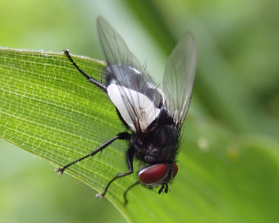 �ςȌ`�̃��h���o�G