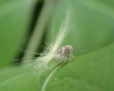 �x�b�R�E�n�S�����c���̓G�r��