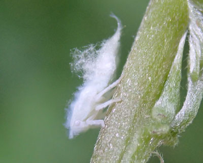 �A�I�o�n�S�����͂ӂ�ӂ�