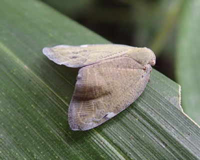 ���t���̃A�~�K�T�n�S����