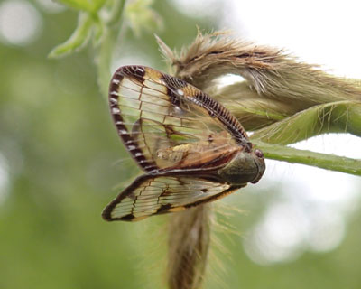 �X�P�o�n�S����