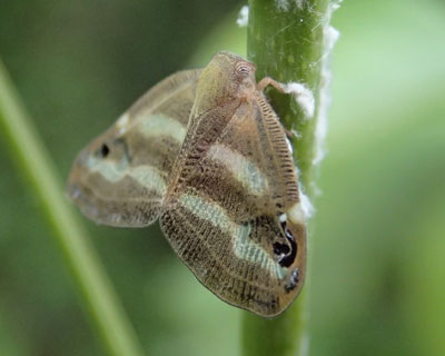 �x�b�R�E�n�S����