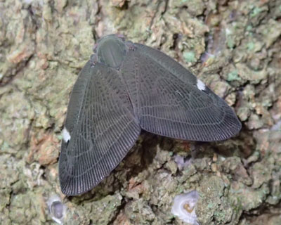 ���𗎂Ƃ����A�~�K�T�n�S����