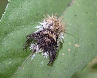 �C�`�����W�J���m�R�n���V