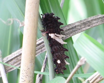 �W���R�E�A�Q�n�̃C�{�����