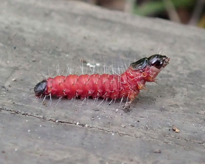 ���ɖ����Ă��S�}�t�{�N�g�E