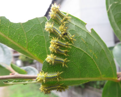 �q���w���A�I�C���K�͌R�������H