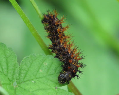 ���X�G�O���L�^�e�n�c��