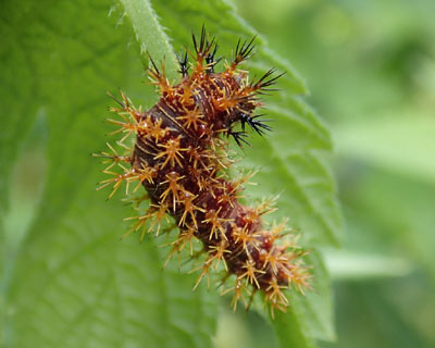 �������ƈӊO�ɂ��킢��