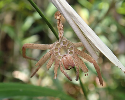 �X�J�X�J�N��