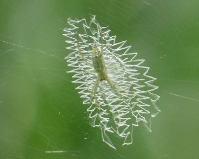 �����ɂ҂�����̑�