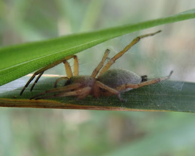 �����܂΂�̑�