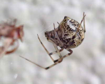 ���K�c���̃I�I�q���O��