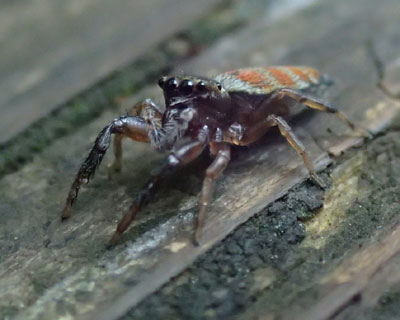 �I�����W���܂��܃��_���n�G�g��