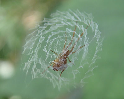 �_�炩�����ȃO���O��