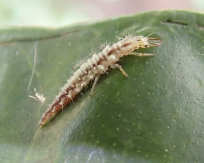 �N�T�J�Q���E�c��