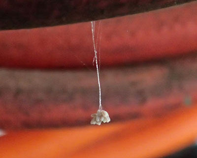 �N�T�J�Q���E��