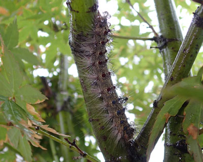 ���N�͂悭��}�C�}�C�K�c��