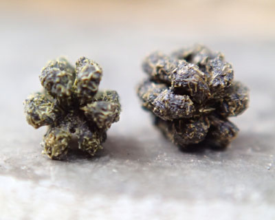 ���́��̌`�炵��