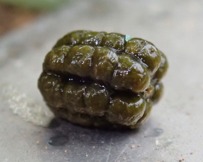 �J�Ńc���c���̃��R