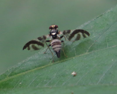 �c�c�c�����̃~�o�G