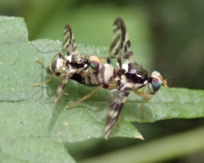 �Q�C�ł��c�c�c