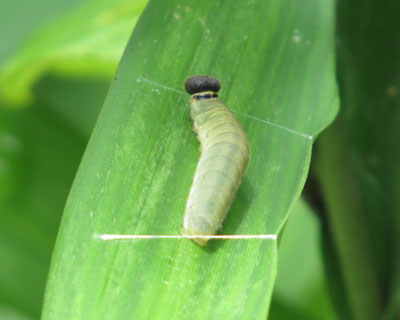 �������Ƒ������R�`���o�l�Z�Z��