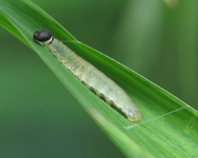 �������Ⴉ�킢��