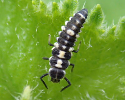 �Ȃɂ��̃e���g�E���V�̗c��