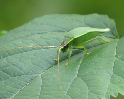 ���Ԃ�A�I�}�c���V